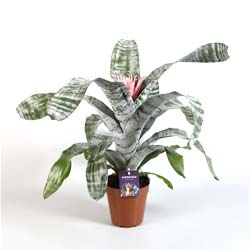 Aechmea, Vase d'argent / Aechmea fasciata